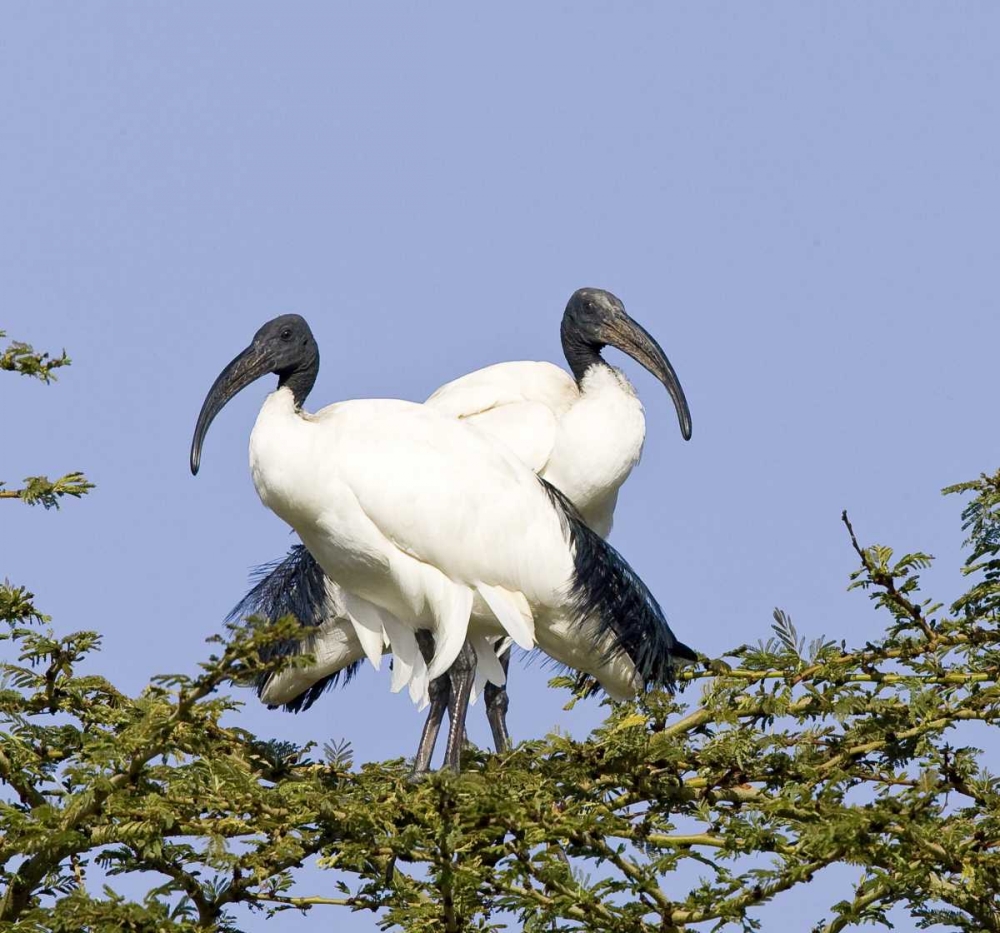 Kenya Pair of sacred ibis birds stand on limbs
